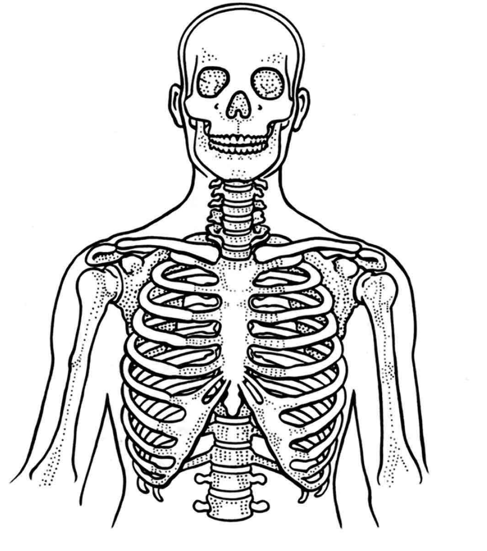 skeletonweb